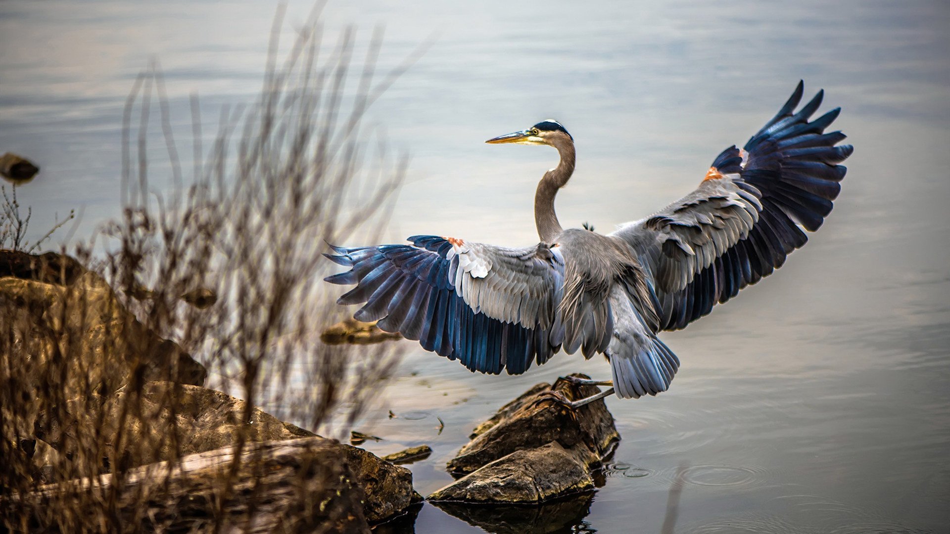 佛罗伦萨的跨界风暴,牙买加单节奇迹与门迪的F1街道赛主宰